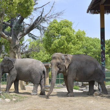 動物園的大象