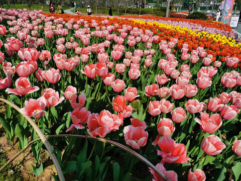 盛開的郁金香花海