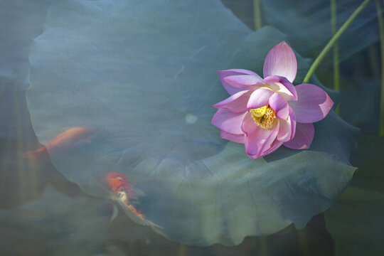 高清意境荷花與魚(yú)