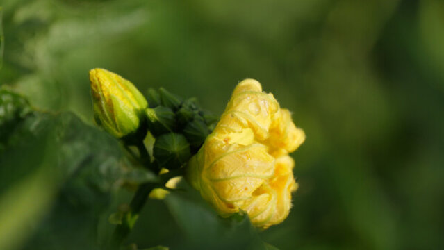 絲瓜花