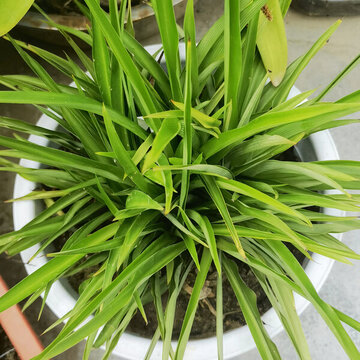 蘭花盆栽