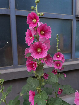 蜀葵花