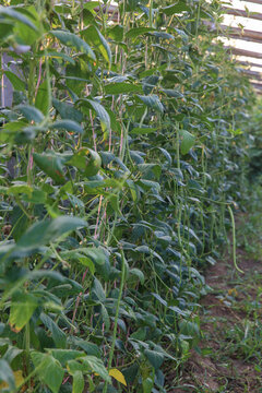 農(nóng)家菜園