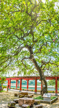 鐵冬青全景高清大圖