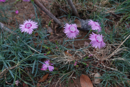 石竹花開