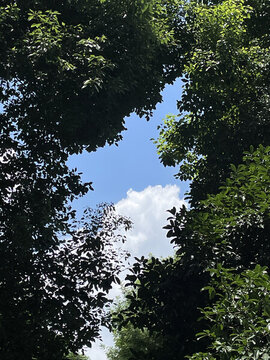 白云樹洞