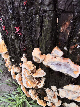 树木上的蘑菇