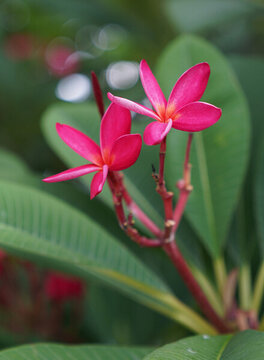 雞蛋花