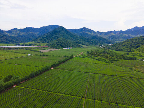 紹興茶園航拍