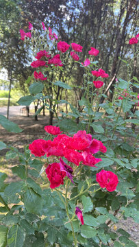 紅色月季花