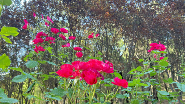 紅色月季花