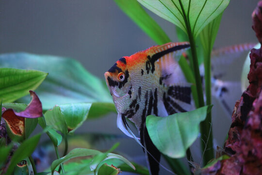 神仙魚