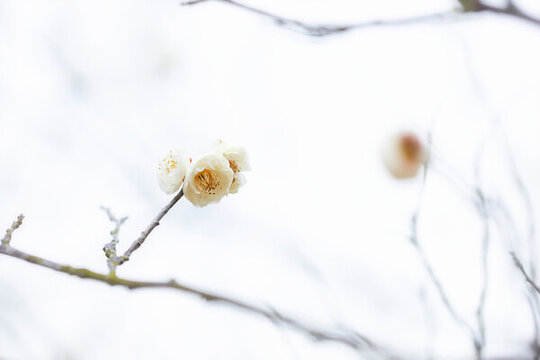 春梅