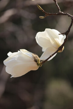 玉蘭花開