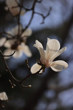 玉蘭花