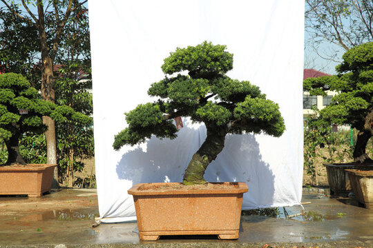 羅漢松