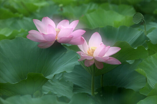 荷花