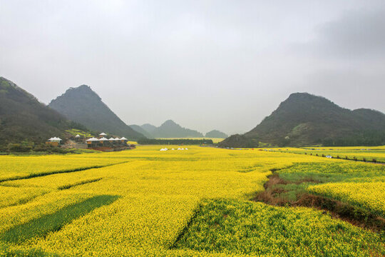 羅平油菜花田