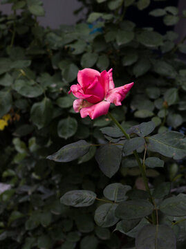 月季花