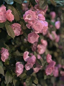薔薇花墻