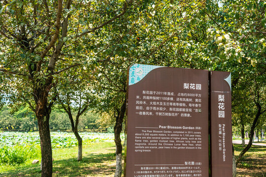 牌坊公園梨花園簡介