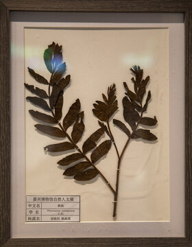 楓楊標(biāo)本