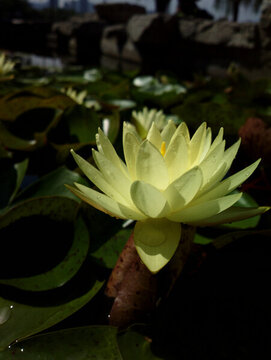 蓮花