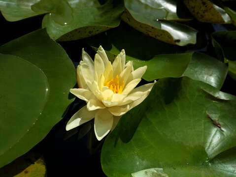 蓮花