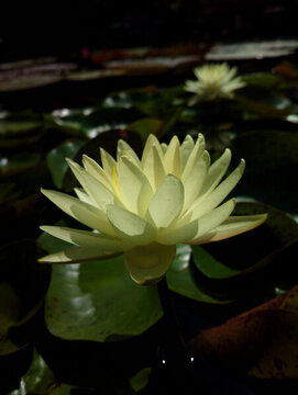 蓮花