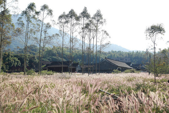 狼尾巴草地
