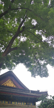 頤和園古樹