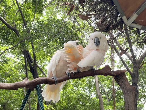 葵花鳳頭鸚鵡