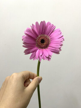 太陽(yáng)花紫靈