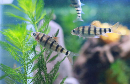 石斑魚(yú)