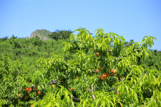 桃樹桃園