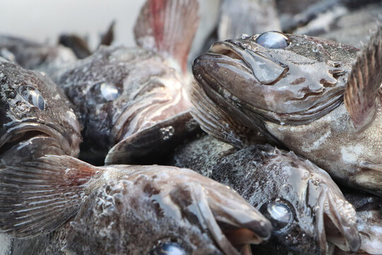 活魚(yú)黑魚(yú)加工海鮮水產(chǎn)漁業(yè)捕撈