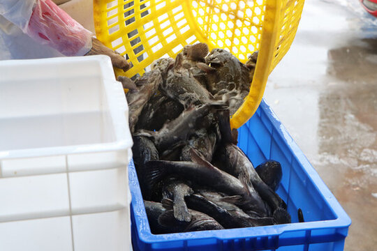 活魚(yú)黑魚(yú)加工海鮮水產(chǎn)漁業(yè)捕撈