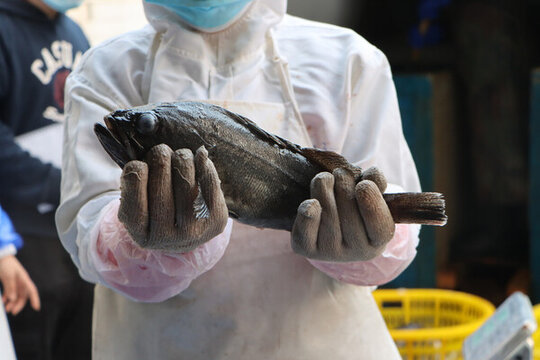 活魚黑魚加工海鮮水產(chǎn)漁業(yè)捕撈
