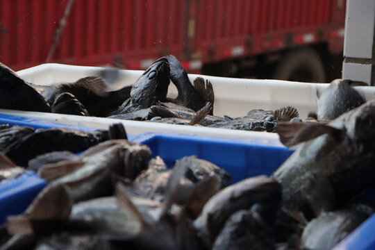 活魚(yú)黑魚(yú)加工海鮮水產(chǎn)漁業(yè)捕撈