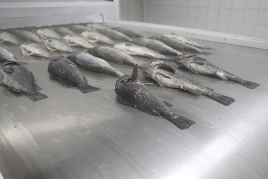 活魚(yú)黑魚(yú)加工海鮮水產(chǎn)漁業(yè)捕撈