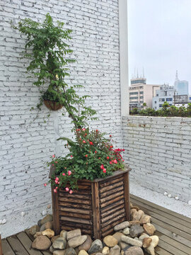 爬墻綠植
