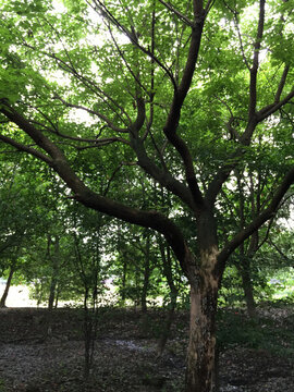 香樟樹木