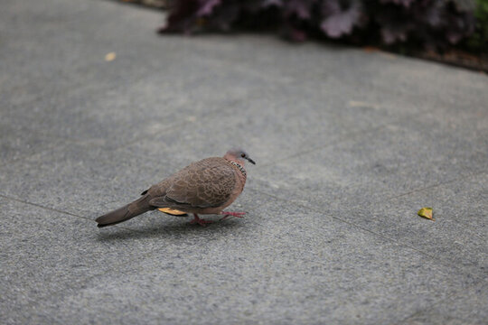 斑鳩