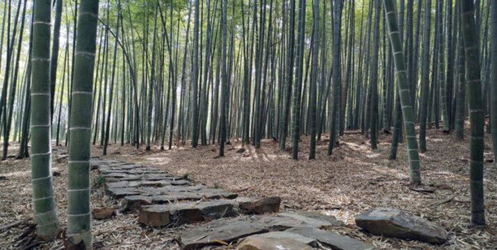 高大挺拔茂盛堅(jiān)強(qiáng)的竹子