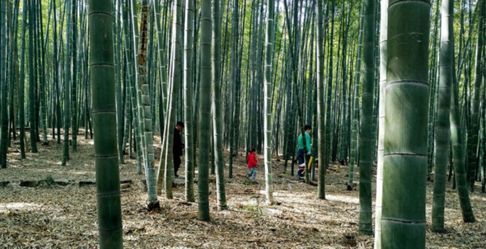 高大挺拔茂盛堅(jiān)強(qiáng)的竹子