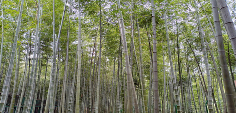 高大挺拔茂盛堅(jiān)強(qiáng)的竹子
