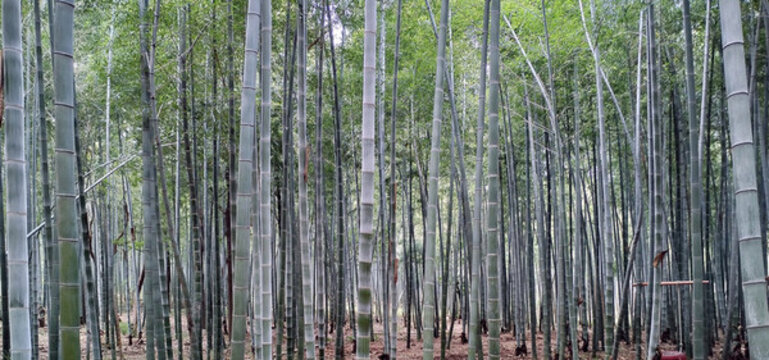 高大挺拔茂盛堅(jiān)強(qiáng)的竹子