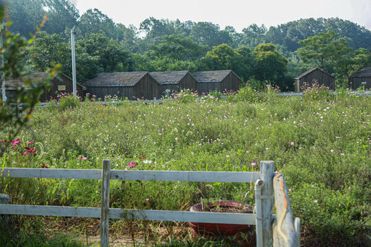 田野田園