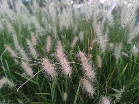 狗尾巴草