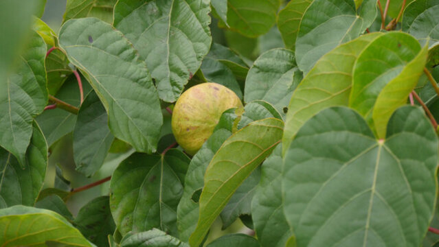 油桐樹葉油桐果